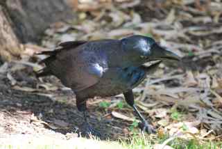 Crow in Kings Park, Perth