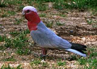 Smart and saucy, the galah has earned its reputation through some of its aerial antics