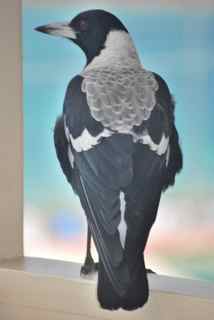 Magpie visiting us in Port Elliot