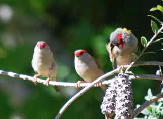 Redbrow firetail finches near Mylor in the Adelaide Hills