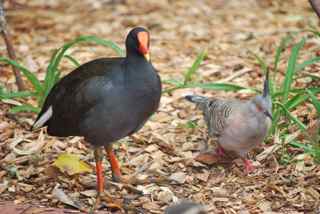 Swamphen and crested pigeon in Adelaide's Botanic Garden